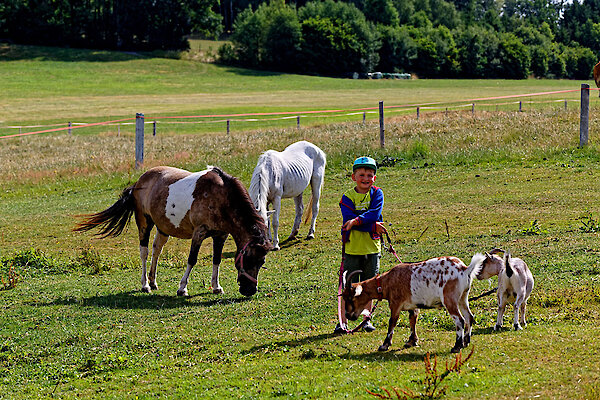 Pferde und Ziegen auf dem Ferienhof in Kaikenried